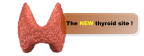 The NEW thyroid site !